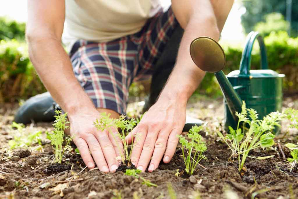 باغبانی سیستم ایمنی بدن را تقویت می‌کند